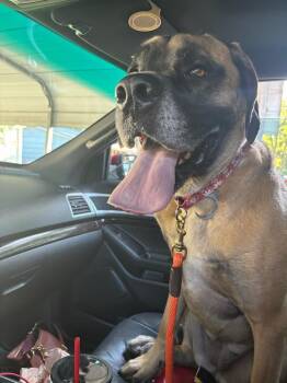 Georgie -  Mastiff Dog for Adoption in Lenexa, Kansas - Georgie | PetCurious