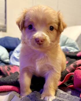 Kona -  Maltese and Terrier Dog for Adoption in Corona, California - Kona | PetCurious
