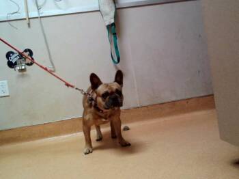 French Bulldog and Mixed Breed Dogs Available for Adoption - WILBUR | PetCurious