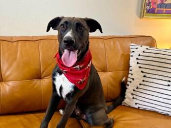 Pit Bull Terrier and Labrador Retriever Dogs Available for Adoption in Friendswood, Texas - Thunder The Zesty Bestie | PetCurious
