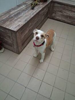 Juicy -  Pit Bull Terrier and Mixed Breed Dog Available for Adoption in Scottsbluff, Nebraska - Juicy | PetCurious