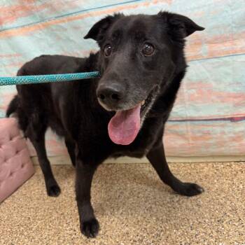 Shepherd and Retriever Dogs Available for Adoption - Bear | PetCurious