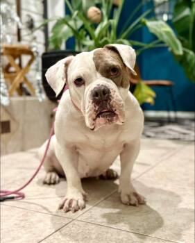 Rescue English Bulldog Dogs for Adoption in Las Vegas, Nevada - Joon | PetCurious
