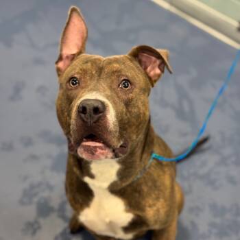 Rescue Pit Bull Terrier Dogs for Adoption in Greensboro, North Carolina - Bourbon | PetCurious