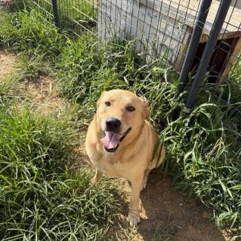 Adam -  Yellow Labrador Retriever Dog for Adoption in Muldrow, Oklahoma - Adam | PetCurious