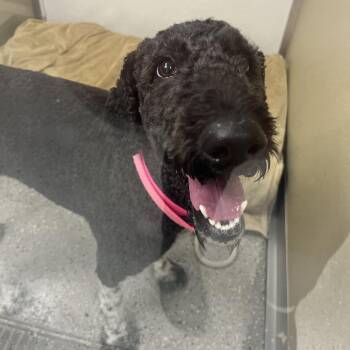 Hattie -  Standard Poodle Dog for Adoption in La Grange, Kentucky - Hattie | PetCurious