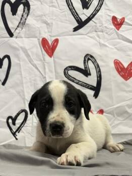 Labrador Retriever and Mixed Breed Dogs Available for Adoption - Brave Heart | PetCurious