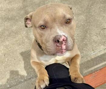 Pit Bull Terrier Dogs Available for Adoption in Aurora, Illinois - MARQUISE | PetCurious