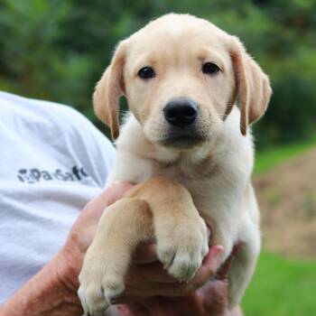 CT Creed avail Sep 6 (Ashford Farmers Mkt- Ashford, CT) -  Shepherd and Mixed Breed Dog for Adoption in Eastford, Connecticut - CT Creed Avail Sep 6 (Ashford Farmers Mkt- Ashford, CT) | PetCurious