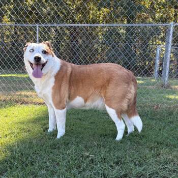 Sadie -  Cattle Dog and Australian Shepherd Dog for Adoption in Cabot, Arkansas - Sadie | PetCurious