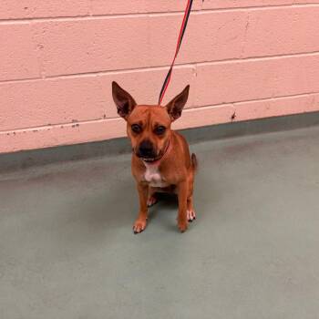 Betty -  Mixed Breed Dog for Adoption in Memphis, Tennessee - Betty | PetCurious