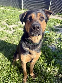 Reese -  Rottweiler and German Shepherd Dog Dog Available for Adoption in Xenia, Ohio - Reese | PetCurious