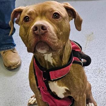 Rescue Pit Bull Terrier Dogs for Adoption in Medina, Ohio - Annabell | PetCurious
