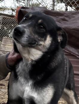 Shepherd Dogs Available for Adoption - Bubbles | PetCurious