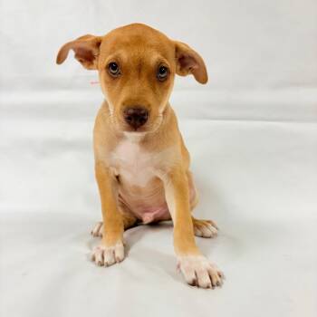 1031 (2026) Buzz -  Shepherd and Labrador Retriever Dog for Adoption in Parker, Colorado - 1031 (2026) Buzz | PetCurious