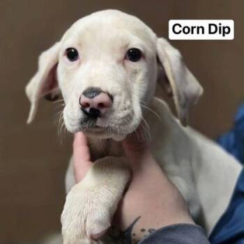 Mixed Breed Dogs Available for Adoption - Corn Dip | PetCurious