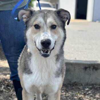 Anatolian Shepherd Dogs Available for Adoption in Sonora, California - Holly | PetCurious