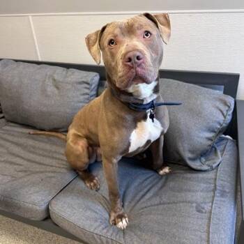 Mixed Breed Dogs Available for Adoption - Merlin | PetCurious