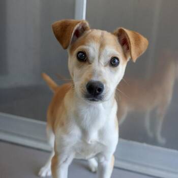 Mixed Breed Dogs Available for Adoption - Dakota | PetCurious