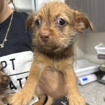 Tiana -  Mixed Breed Dog for Adoption in Jupiter, Florida - Tiana | PetCurious