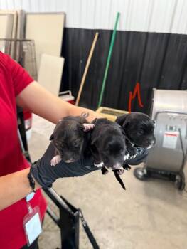 Mixed Breed Dogs Available for Adoption - Penelope | PetCurious