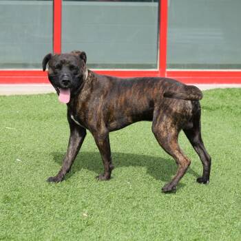 Rescue Pit Bull Terrier and Mixed Breed Dogs for Adoption in Evansville, Indiana - Koko | PetCurious