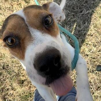 Hound and Mixed Breed Dogs Available for Adoption - Gouda | PetCurious