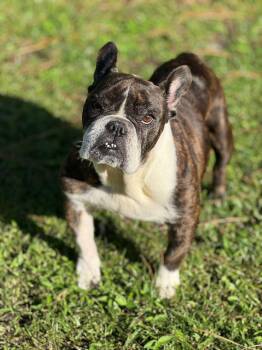 Rescue Bulldog and French Bulldog Dogs for Adoption in Palm Springs, Florida - Tallulah | PetCurious