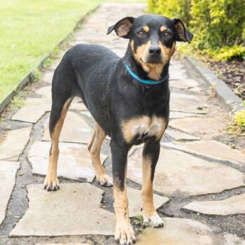 Thumper -  Mixed Breed Dog for Adoption in Cape Girardeau, Missouri - Thumper | PetCurious