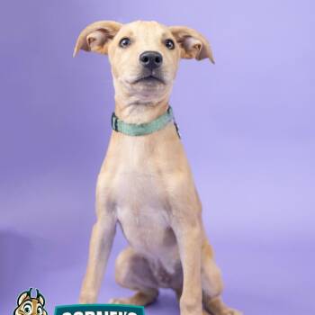 Autumn -  Labrador Retriever Dog for Adoption in Portland, Oregon - Autumn | PetCurious
