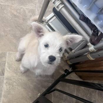 Salvia -  Wirehaired Terrier and Australian Terrier Dog for Adoption in San Pablo, California - Salvia | PetCurious