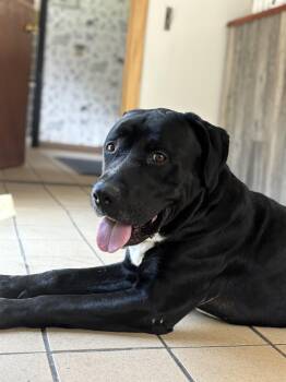 Rescue Labrador Retriever and Mastiff Dogs for Adoption in Pittsburgh, Pennsylvania - Oreo | PetCurious