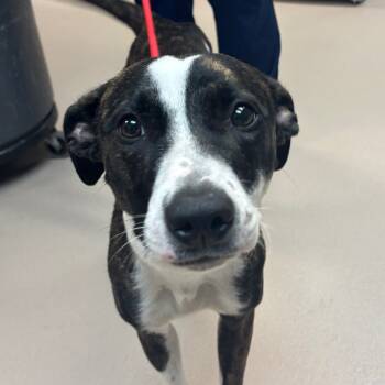 Rescue Pit Bull Terrier Dogs for Adoption in Vineland, New Jersey - Maple | PetCurious