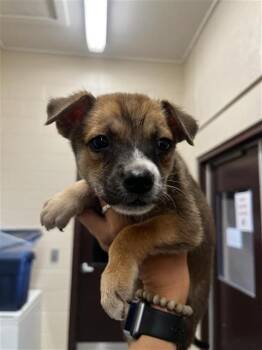 TUCKER -  Labrador Retriever and Mixed Breed Dog for Adoption in Corpus Christi, Texas - TUCKER | PetCurious