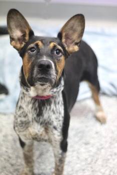 Oakley Blue in NH. Come Meet our Adoptable Dogs Wednesday-Saturd -  Cattle Dog Dog for Adoption in Manchester, New Hampshire - Oakley Blue In NH. Come Meet Our Adoptable Dogs Wednesday-Saturd | PetCurious