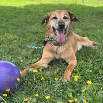 Rescue Shepherd Dogs for Adoption in Philadelphia, Pennsylvania - Chewy | PetCurious