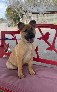 Shepherd Dogs Available for Adoption - Brandy | PetCurious