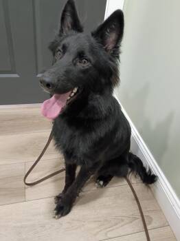 Hanson -  German Shepherd Dog Dog for Adoption in Catlettsburg, Kentucky - Hanson | PetCurious