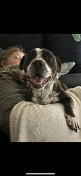 Alley -  Terrier and English Bulldog Dog for Adoption in New Haven, Connecticut - Alley | PetCurious