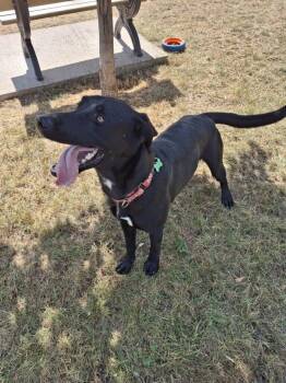 MOOSE -  Retriever Dog for Adoption in Ironwood, Michigan - MOOSE | PetCurious