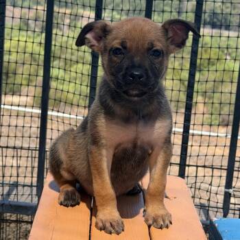 Bo-Katan -  Pit Bull Terrier and Mixed Breed Dog for Adoption in Riverside, California - Bo-Katan | PetCurious