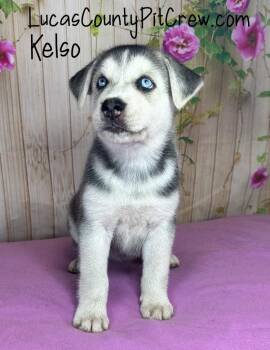 Kelso -  Siberian Husky and Husky Dog for Adoption in Toledo, Ohio - Kelso | PetCurious