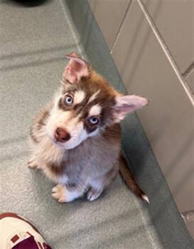 Husky Dogs Available for Adoption - FENRIR | PetCurious