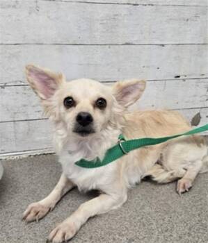 LADY -  Papillon and Mixed Breed Dog for Adoption in San Bernardino, California - LADY | PetCurious