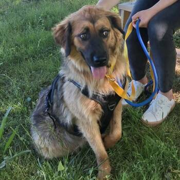 Shepherd and Labrador Retriever Dogs Available for Adoption in Hackett, Arkansas - Scout | PetCurious