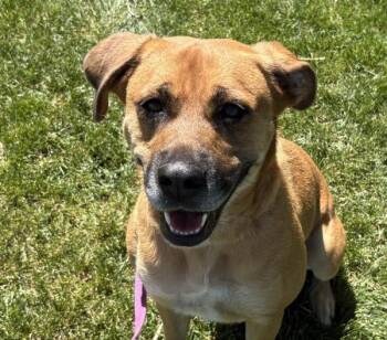 Ruby -  Black Mouth Cur Dog for Adoption in Golden, Colorado - Ruby | PetCurious