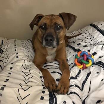 Terrier and Bloodhound Dogs Available for Adoption in Springfield, Missouri - Annie | PetCurious