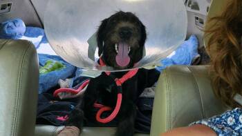 McDuff -  Mixed Breed Dog for Adoption in Beech Island, South Carolina - McDuff | PetCurious