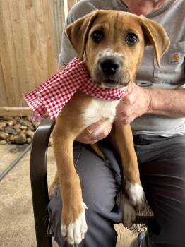 Pit Bull Terrier and Labrador Retriever Dogs Available for Adoption - Sky Valentina | PetCurious