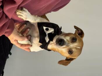 Rescue Jack Russell Terrier Dogs for Adoption in Meherrin, Virginia - Dixon | PetCurious